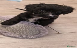 Mixed Breed dogs for sale: Cockapoo x cairn terrier - Image 12