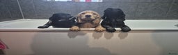 Cocker Spaniel dogs for sale: Superb Quality Royal KC Cocker Spaniel Puppies - Advert 23