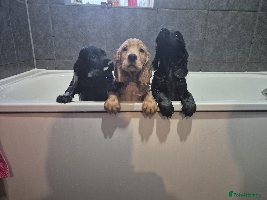 Cocker Spaniel dogs for sale: Superb Quality Royal KC Cocker Spaniel Puppies - Advert 23