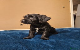 Mixed Breed dogs for sale: Cocker spaniel cross puppies - Image 12