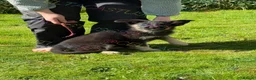German Shepherd dogs for sale: Ready now reduced further  to sell Kcreg GSD pups - Advert 13
