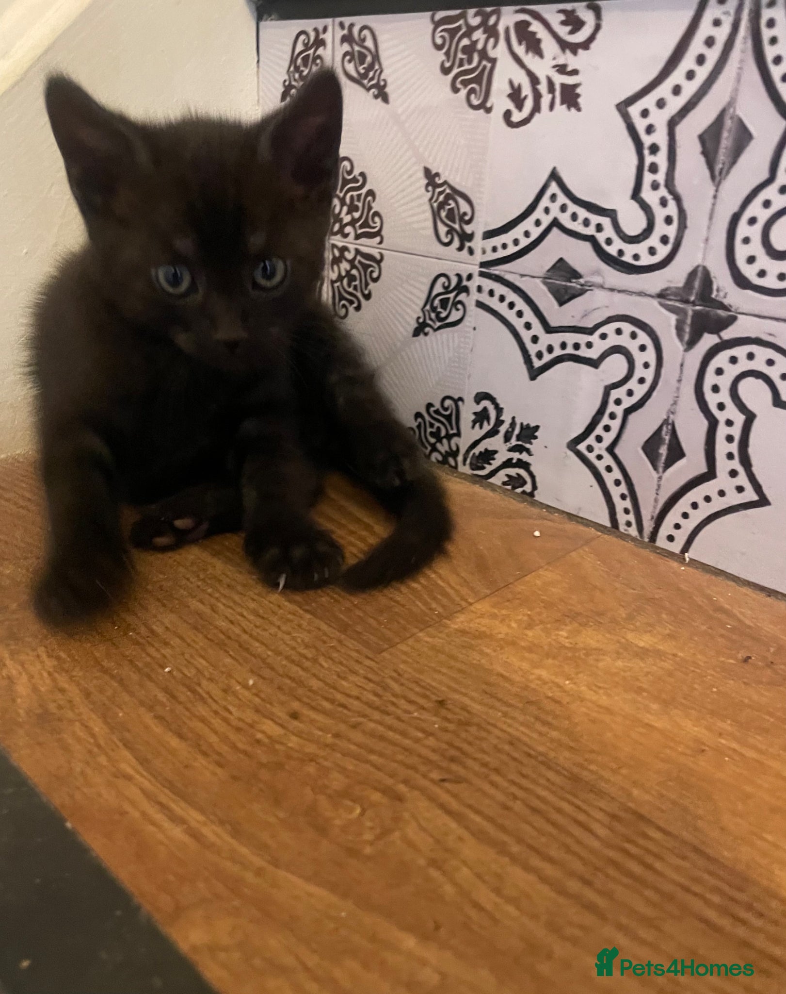 Mixed Breed cats for sale: Four gorgeous kittens - Advert 3