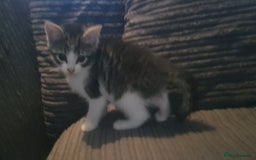 Mixed Breed cats for sale: 7 gorgeous kittens READY NOW - Image 18