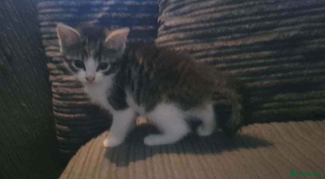 Mixed Breed cats for sale: 7 gorgeous kittens READY NOW - Image 18
