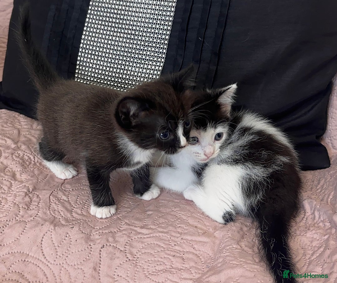 Ragdoll cats for sale: ✨ Three Gorgeous Long-Haired Ragdoll Mix Kittens ✨ - Image 6