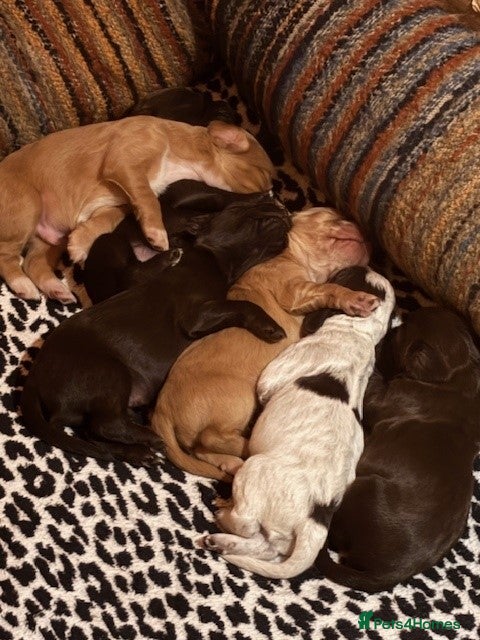 Cocker Spaniel dogs Gorgeous working cocker spaniel pups. 2 left.  - Advert 9