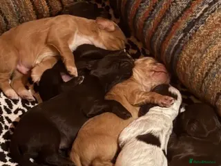 Cocker Spaniel dogs Gorgeous working cocker spaniel pups. 2 left. - Advert 1