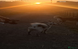 Utonagan dogs for sale: 🐾 Hi, Im looking for My Forever Home! 🐾 - Image 1