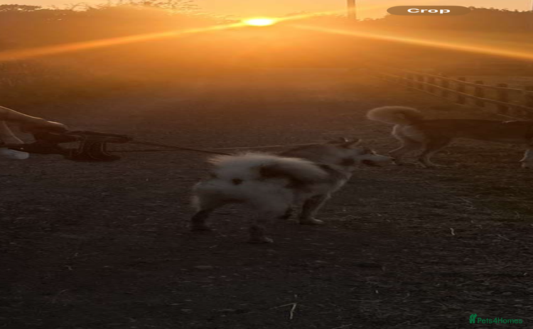 Utonagan dogs - Advert 1