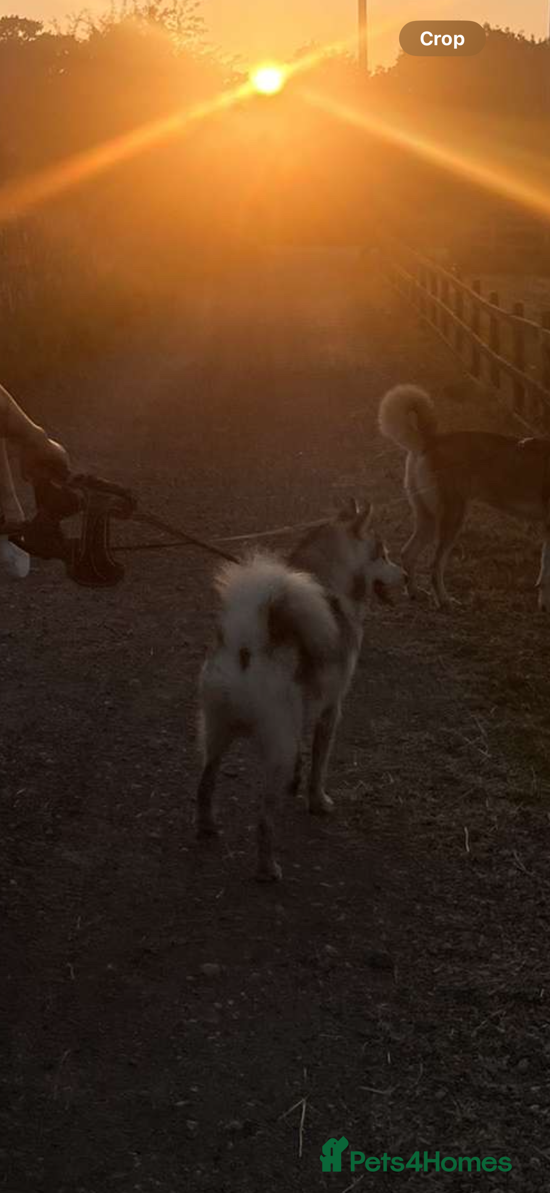 Utonagan dogs for sale: 🐾 Hi, Im looking for My Forever Home! 🐾 - Image 1
