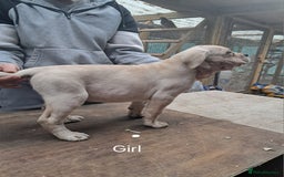 Cane Corso dogs for sale: Cane Corso Puppies - Advert 15