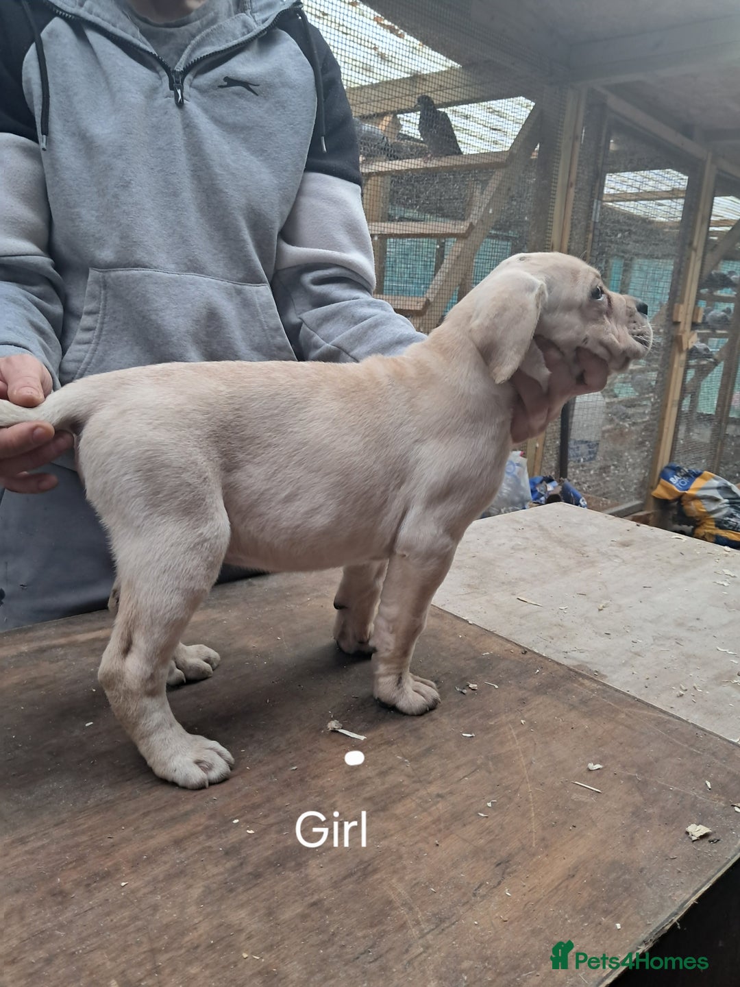 Cane Corso dogs for sale: Cane Corso Puppies - Advert 15