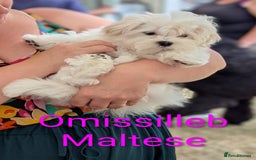 Maltese dogs for sale: Gorgeous KC pedigree Maltese puppy reduced price - Image 11