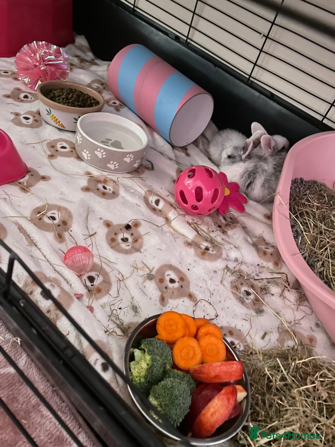 English Lop rabbits for sale: two baby bunnies grey and white  - Image 2