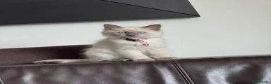 Ragdoll 4