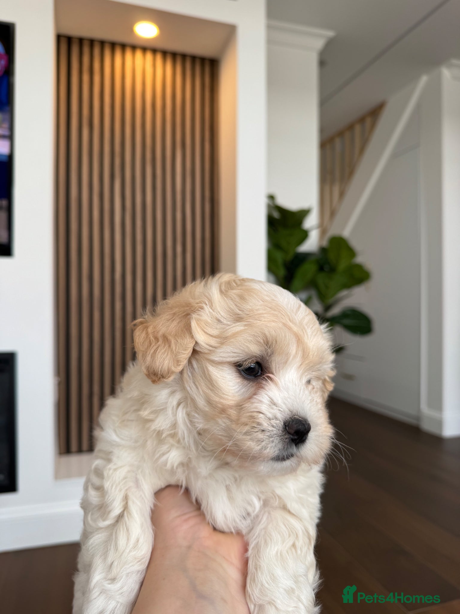 Bichon Frise dogs for sale: Two adorable boys are looking for a forever home🤎 in Bracknell - Advert 7