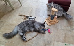 Maine Coon cats for sale: Two Maine Coon Brothers - Image 4
