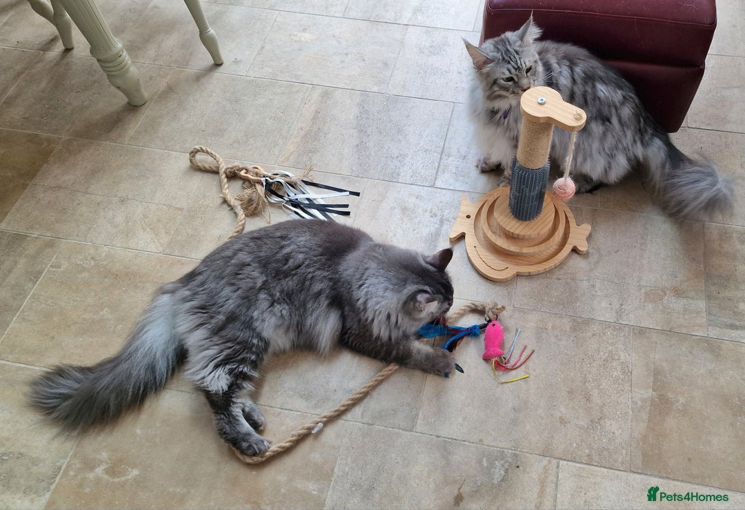 Maine Coon cats for sale: Two Maine Coon Brothers - Image 4