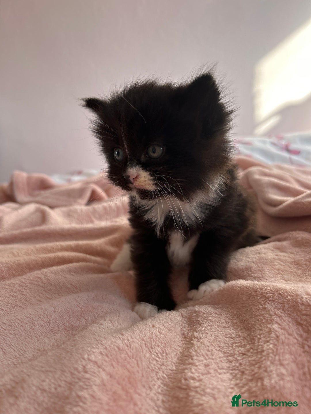 British Longhair cats for sale: Kitten - Image 5