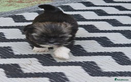 Shih Tzu dogs for sale: wonderful puppies  - Image 16