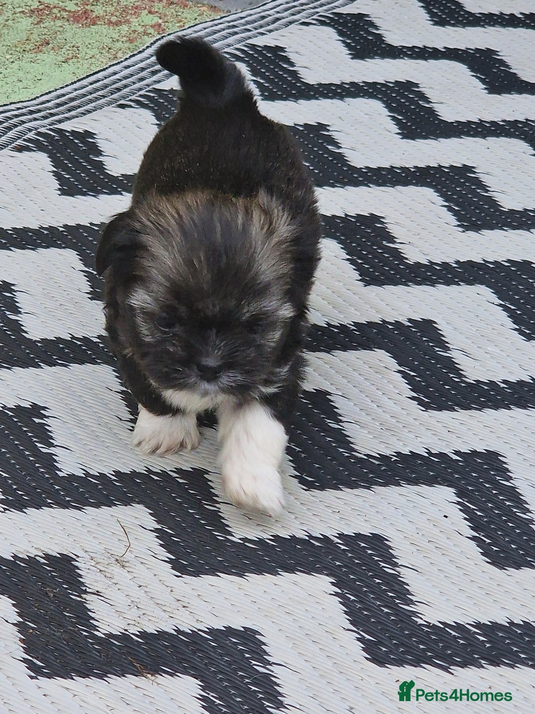 Shih Tzu dogs for sale: wonderful puppies  - Image 16