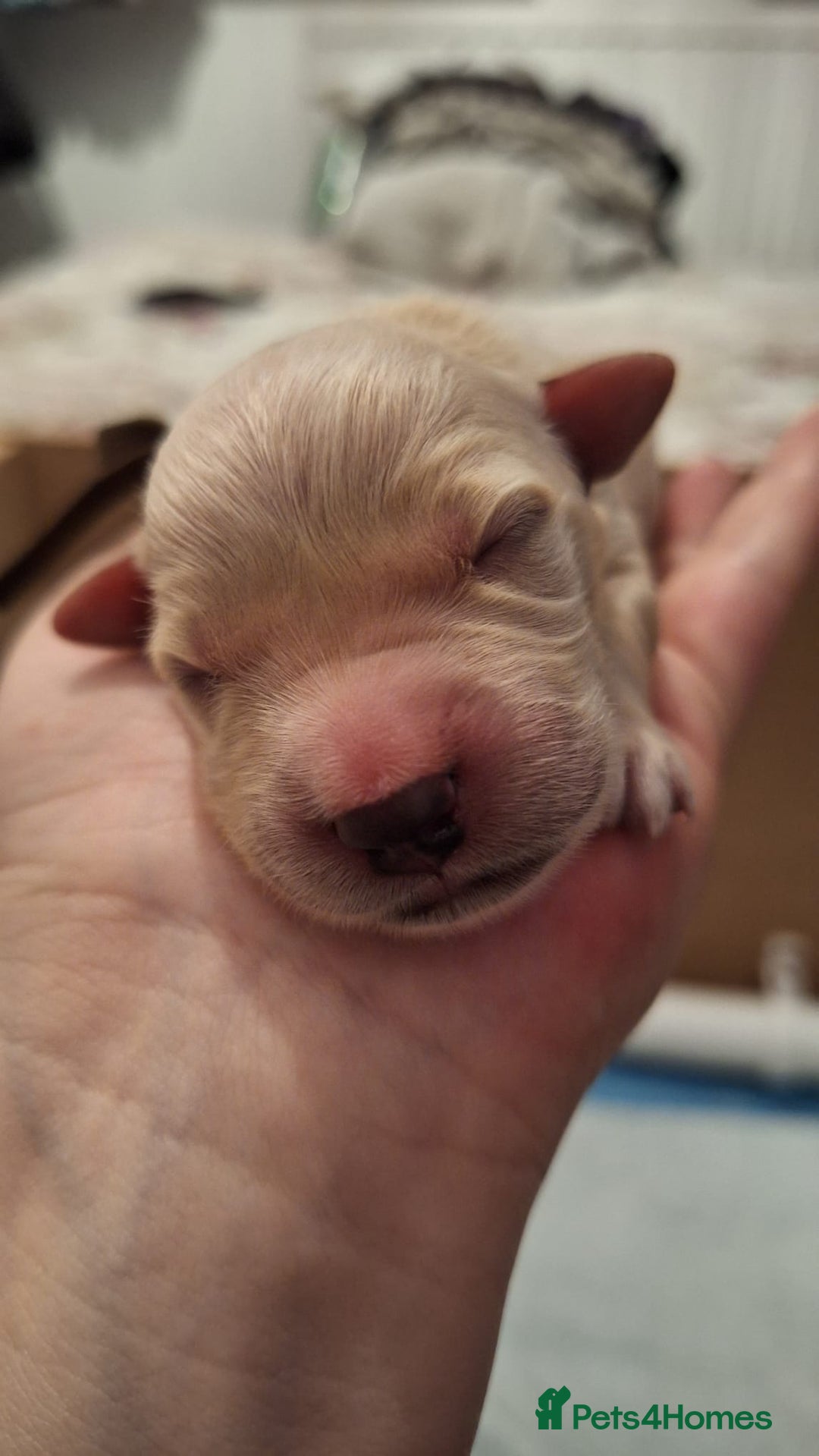 Golden Retriever dogs for sale: European bloodline GR puppies  - Advert 20