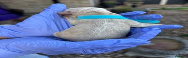 Turquoise collar boy 