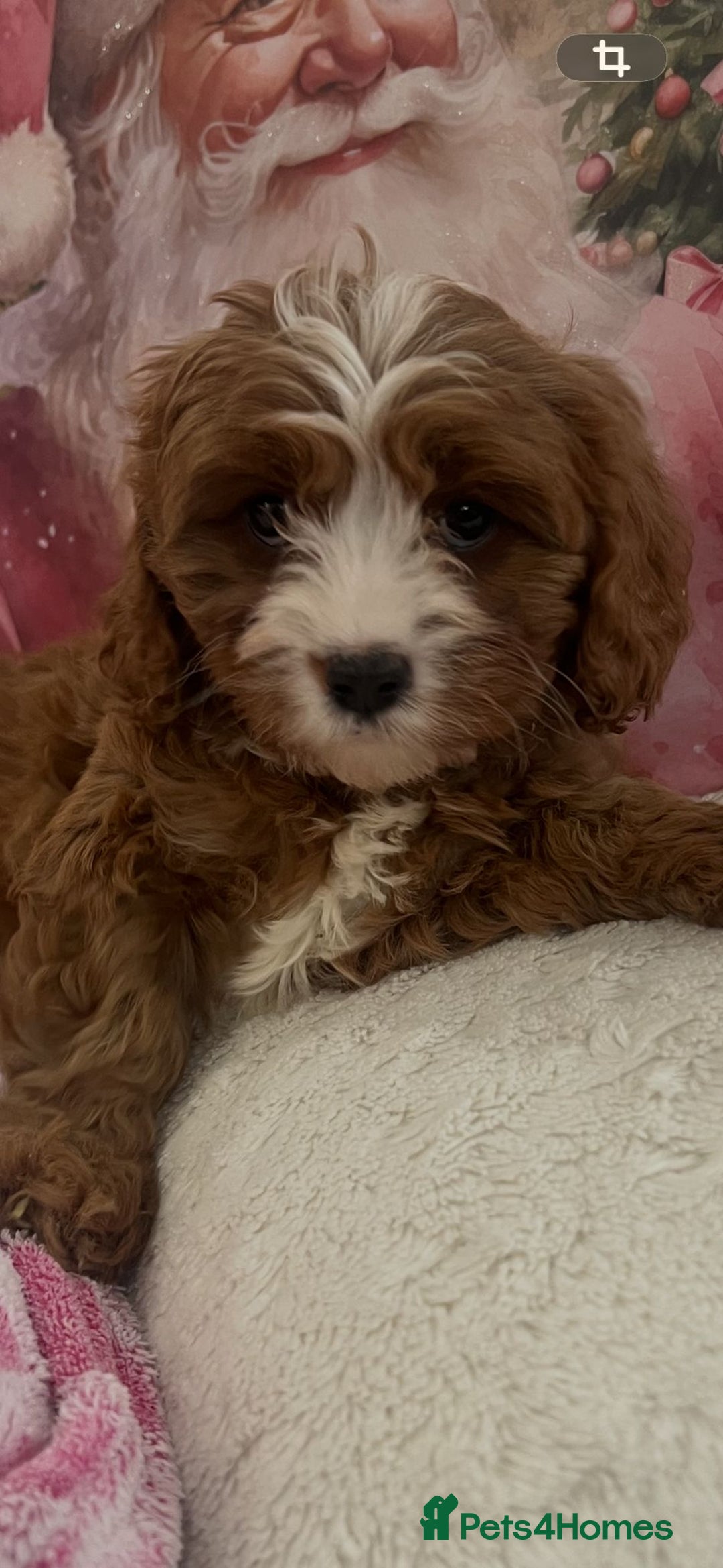 Cavapoo dogs for sale: Cavapoo puppies ready now 🏡 - Advert 2