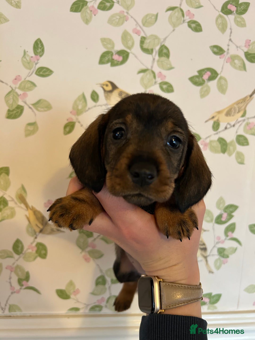 Dachshund dogs for sale: Gorgeous Wirehair Dachsund Pups - Image 11