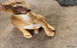 Mixed Breed dogs for sale: 4 month old belgian malinous x staff - Image 9