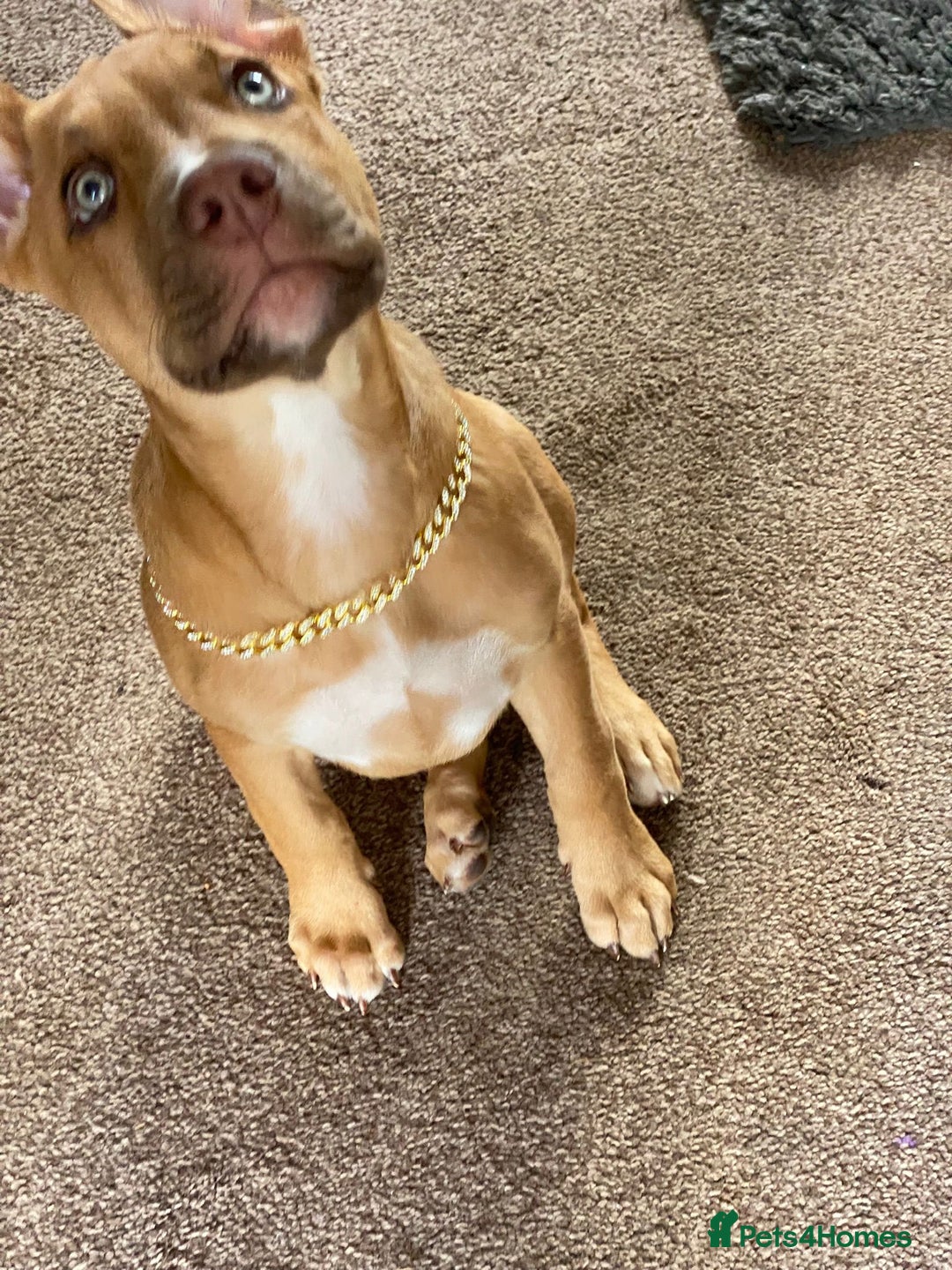 Mixed Breed dogs for sale: 4 month old belgian malinous x staff - Image 9