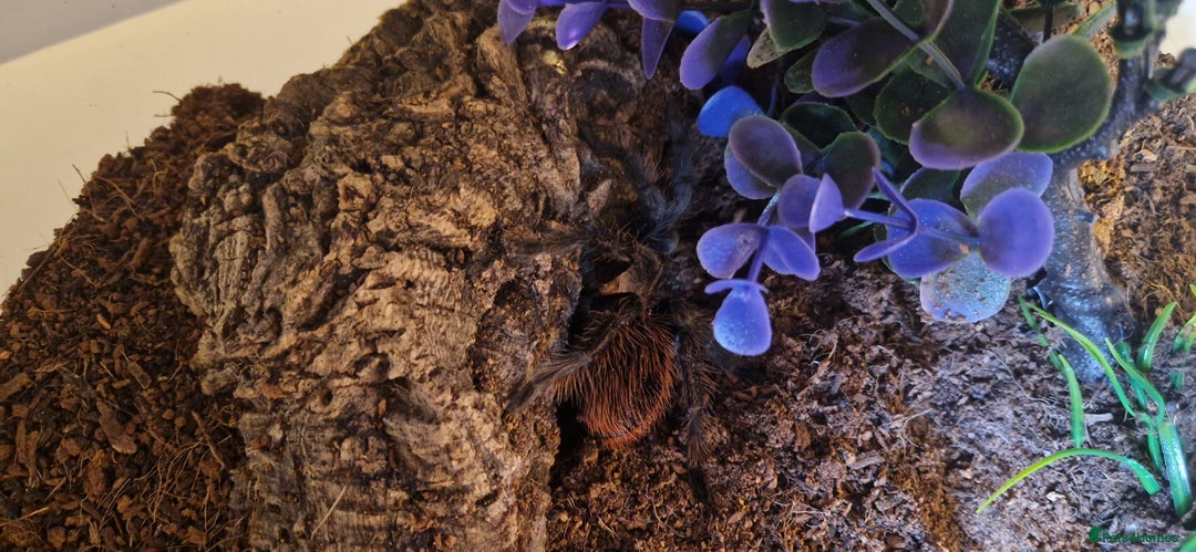 Tarantulas invertebrates for sale: Tarantulas for sale - Advert 7