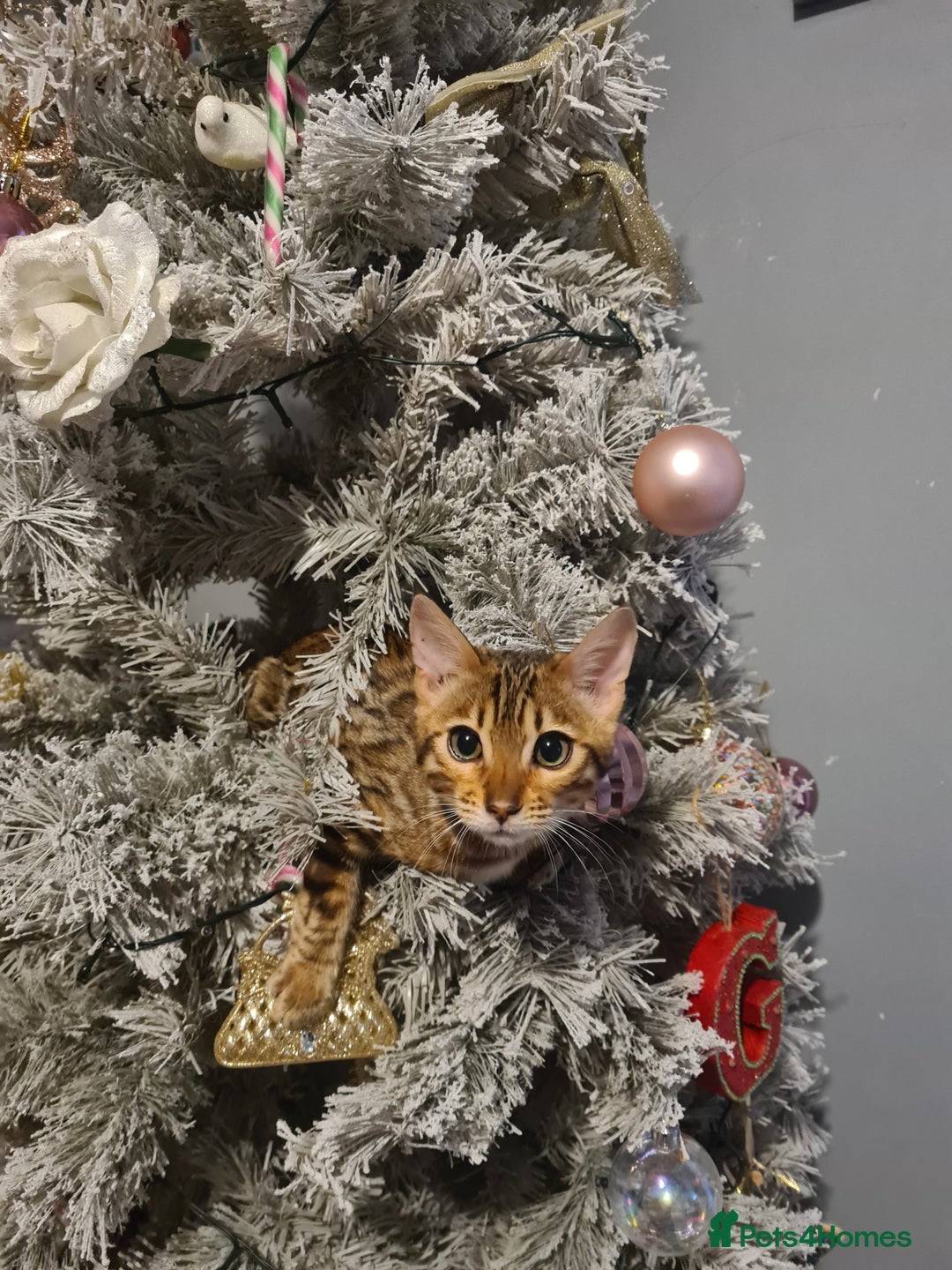 Bengal cats for sale: Kittens x bengal  - Image 2