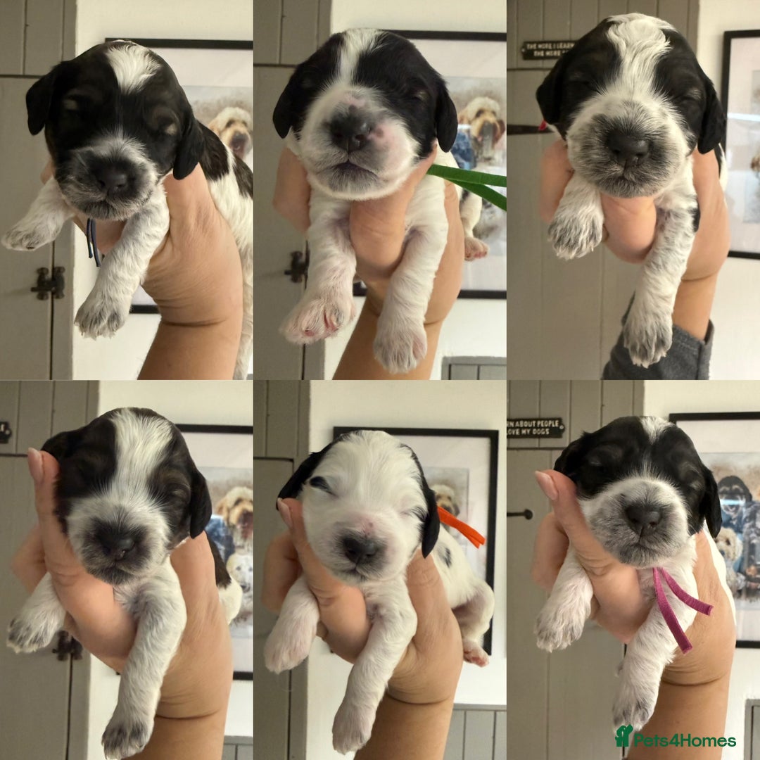 Mixed Breed dogs for sale: Miniature Parti Schnockerpoo Puppies  - Advert 2