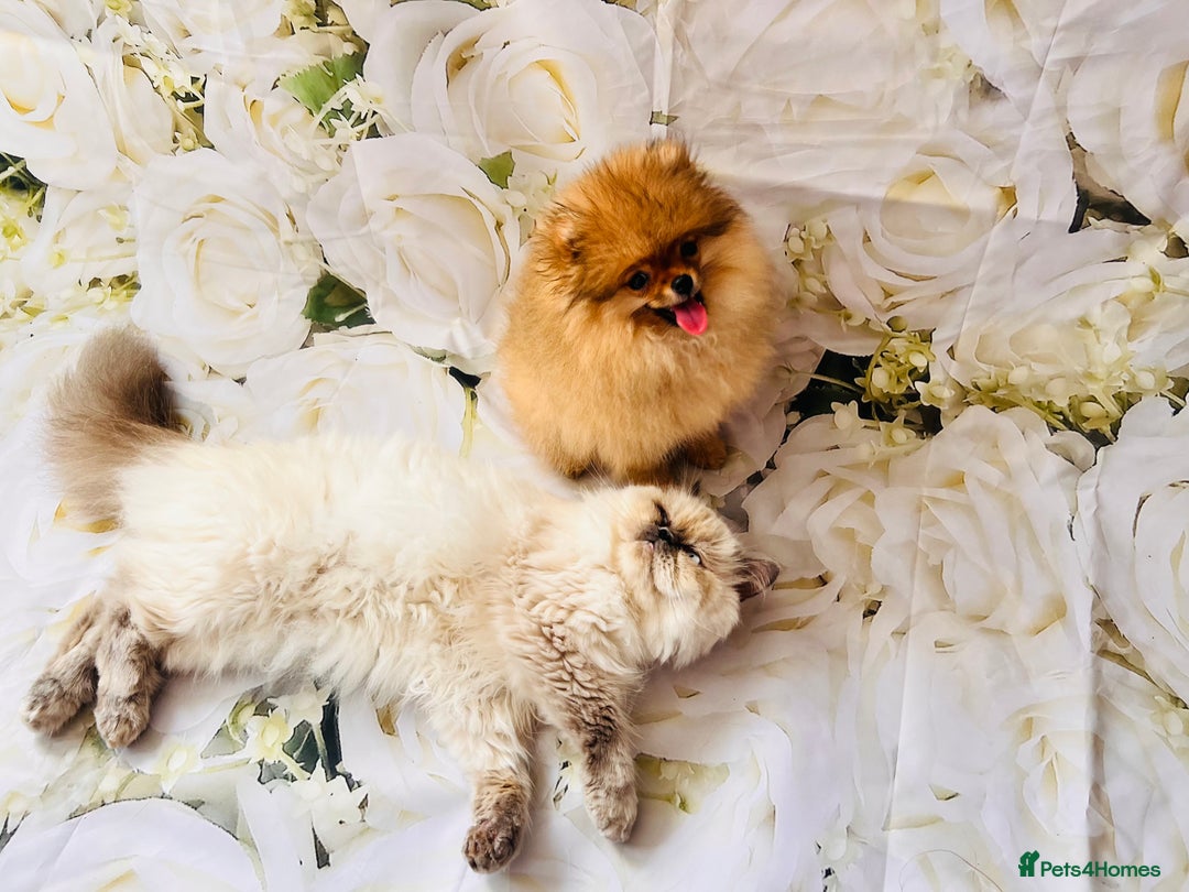 Pomeranian dogs for sale: 💗Last girl left! Royal Orange Pomeranian Pedigree - Image 26