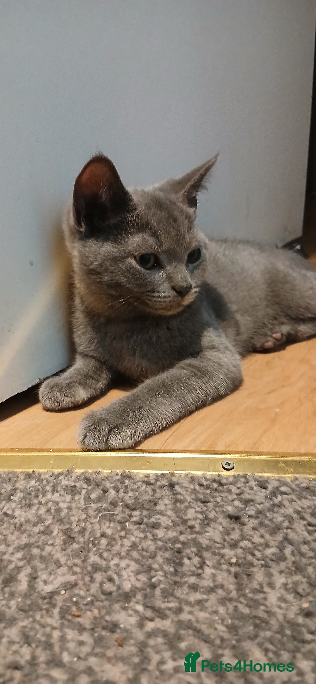 Mixed Breed cats for sale: Kittens for sale for a loving home (open to offers - Image 7