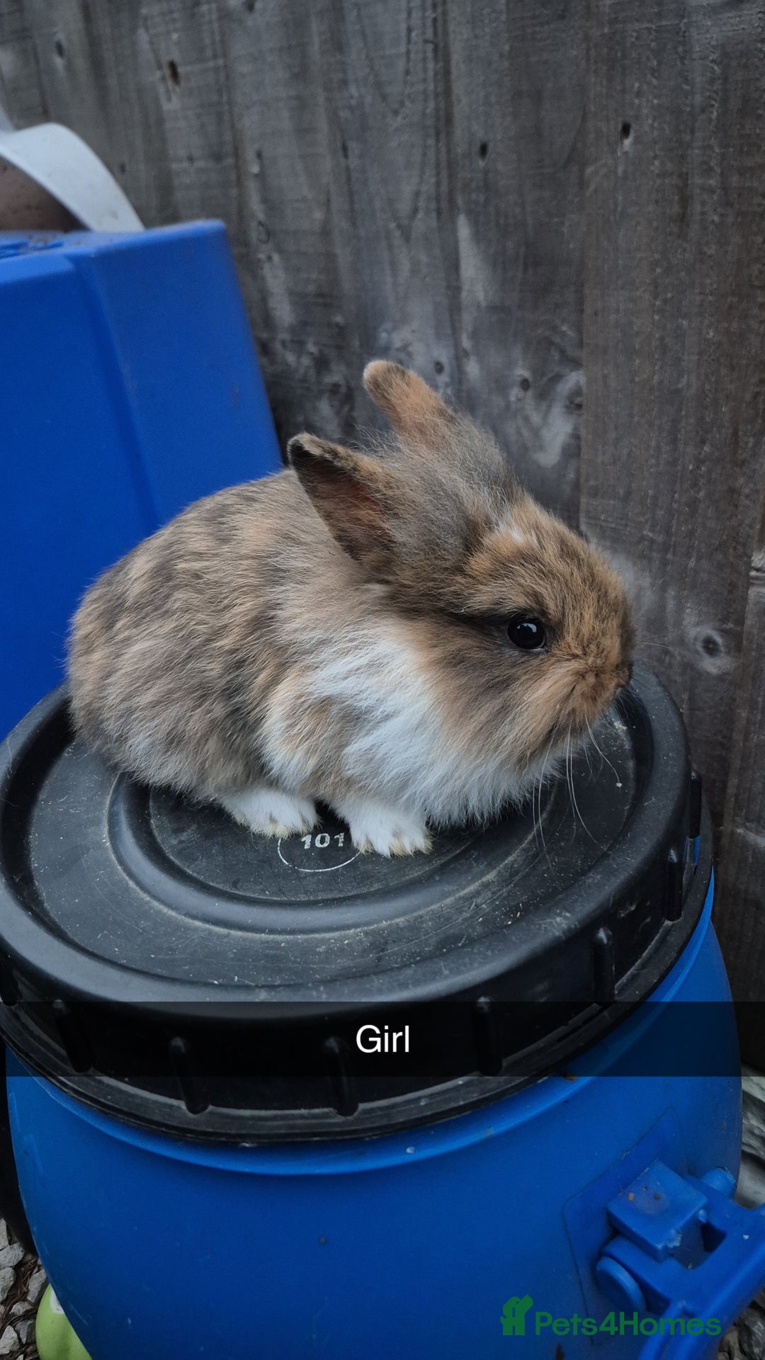Lionhead rabbits for sale: Baby Lionhead rabbits 8 weeks old - Image 2