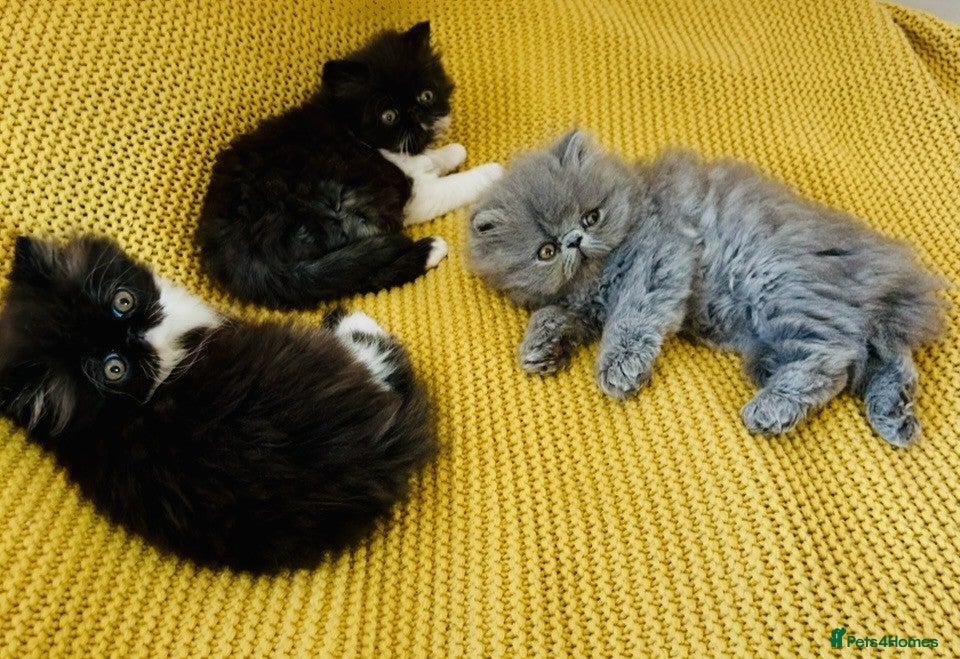Persian cats Beautiful GCCF registered purebred persian kittens - Advert 3