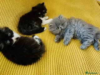 Persian cats Beautiful GCCF registered purebred persian kittens - Advert 2