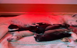 Siberian Husky dogs for sale: Husky puppies for sale - Image 29