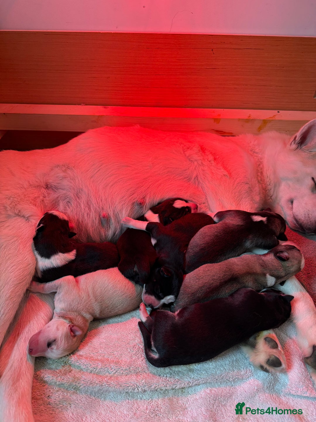 Siberian Husky dogs for sale: Husky puppies for sale - Image 29