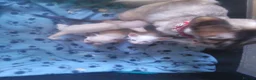Siamese cats for sale: Siamese kittens - Advert 2