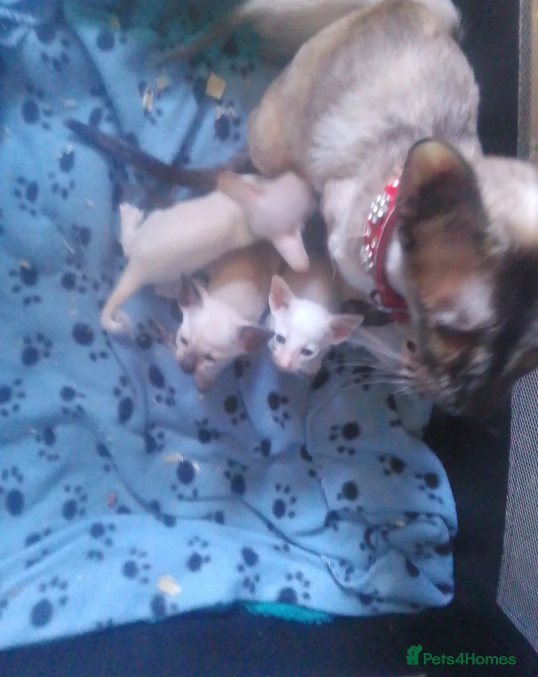Siamese cats for sale: Siamese kittens - Advert 2