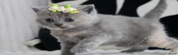 British Shorthair cats for sale: 😻 Unique BSH kittens with pedigree! ✨ - Advert 23
