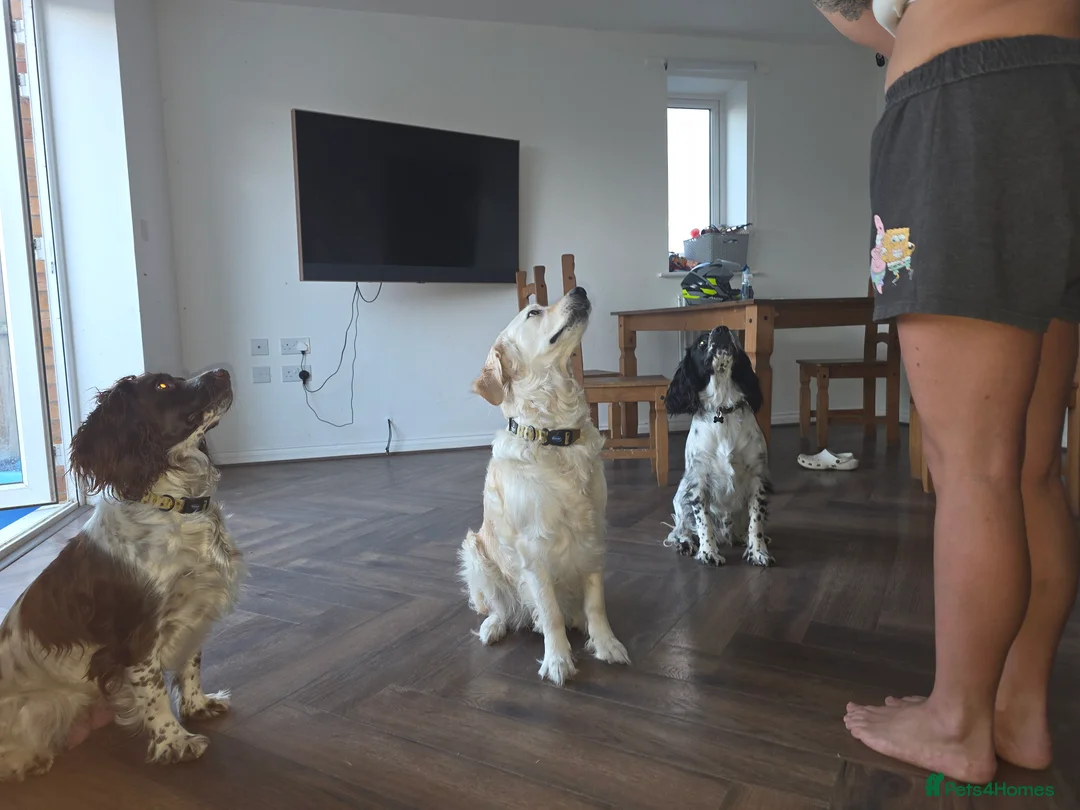Mixed Breed dogs for sale: Spangold retrievers  - Advert 2