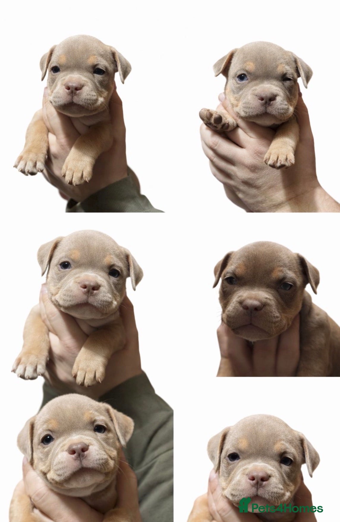 American Bully dogs for sale: Stunning pocket bullies pups  - Advert 1