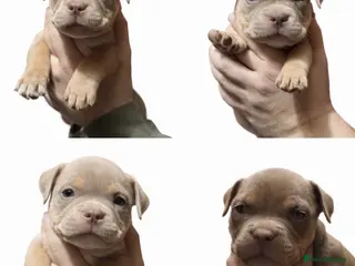 American Bully dogs Stunning pocket bullies pups - Advert 2