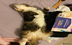 Maine Coon cats for sale: Casper  - Image 9