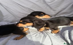 Miniature Dachshund dogs for sale: Beautiful Miniature dachshund  - Image 5