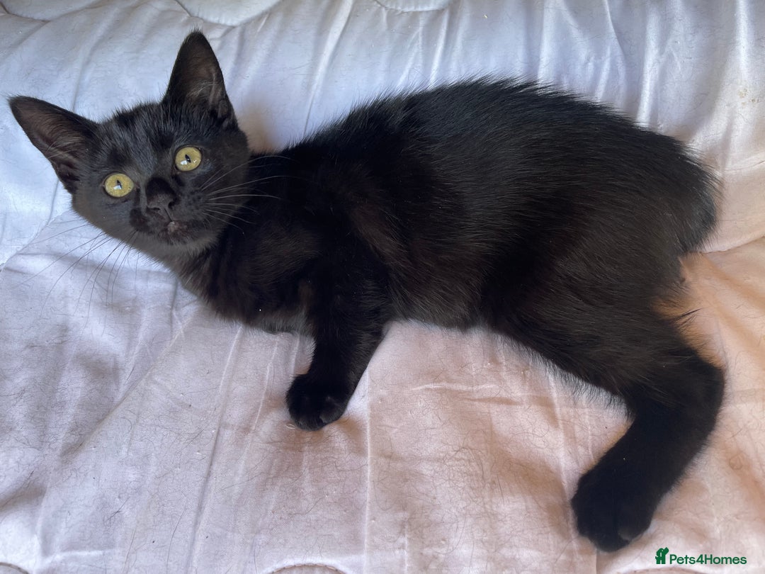 Mixed Breed cats for sale: Ready for forever homes NOW - Image 26